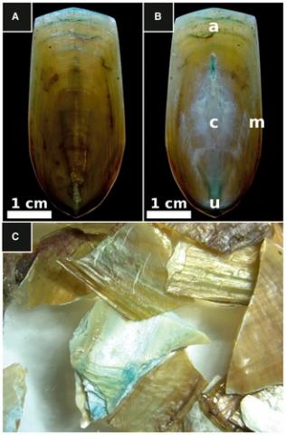Pub-Scasso-Hydrodynamic behaviour of organo-phosphat